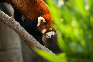 Red panda climbing on tree