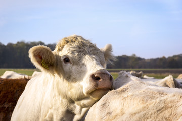 Cows at the Meadow