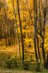  В осеннем лесу
