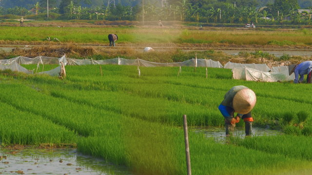 Dolly shot of Rice farmers working in green lush rice paddies in Ha Noi (Hanoi) Vietnam wearing traditional Vietnamese bamboo peasant farmer hats or an Asian conical hat.