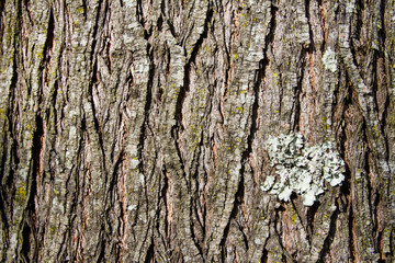 Fototapeta premium tree bark morning sunshine