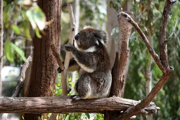 Crédence de cuisine en verre imprimé Koala Koala sur l& 39 arbre