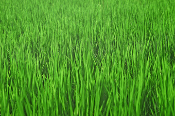 Obraz premium green rice field