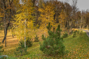 В осеннем лесу