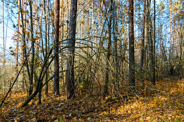 Fototapeta premium Autumn in forest