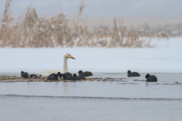 Whooper Swan and Eurasian coot  in winter