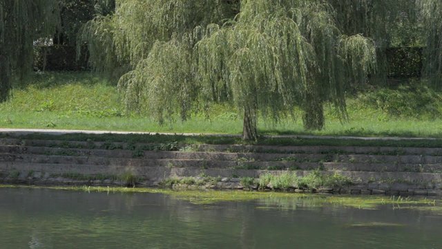 Willow on the river in the city