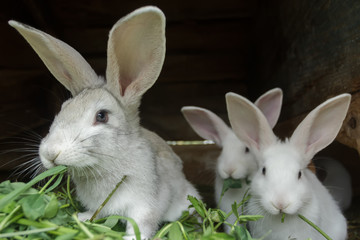 Group of fur domestic rabbits eating fresh grass in hutch on farm