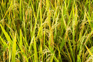 Rice in the rice harvest ready