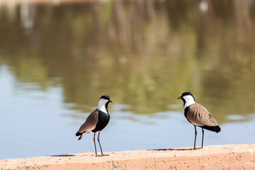 Pair of spur-winged lapwings