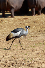 Walking crowned crane