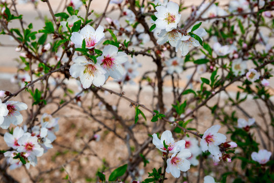 Flowers on almond tree