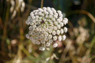 Ripe ammi in shallow DOF on blurred background