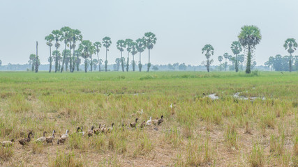 Ducks in the paddy field.