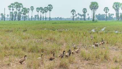 Ducks in the paddy field.