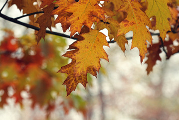 Autumn leaves