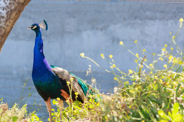 Obraz premium Beautiful male peacock