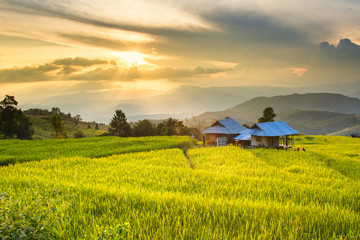 Golden rice fields in the Central Valley at sunset