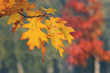 Autumn leaves and rain