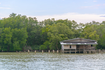 House riverside in mangrove forest with blue sky and cloud