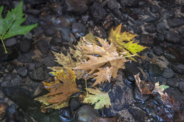 The leaves in the water
