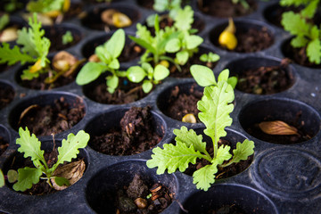 Vegetable seedlings in black plastic pots.