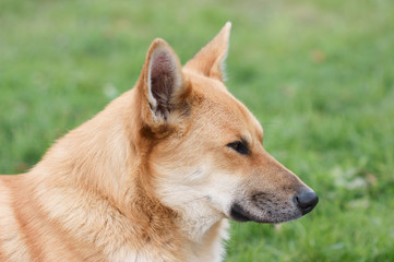 Portrait of dog in profile