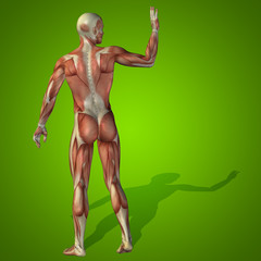 Conceptual 3D human man health anatomy