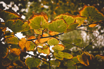 Autumn Tree Branches