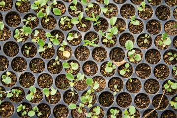 Vegetable seedlings in black plastic pots.