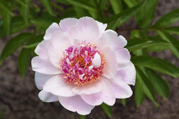 Peony flower magnificent.
