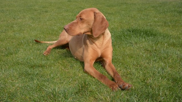 Female hungarian vizsla pointer dog sitting in grass