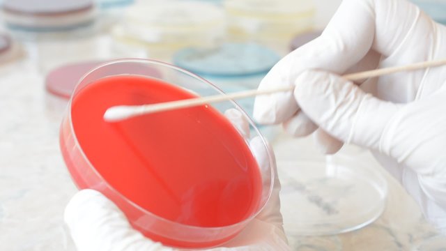 Laboratory doctor doing an antibiogram on petri dish with a sterile swab, to test the sensitivity of an isolated bacterial strain
