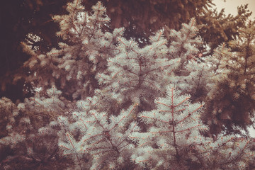 Branches of Blue Spruce Retro