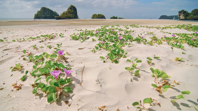 Goat's Foot Creeper, Beach Morning Glory on sea beach.