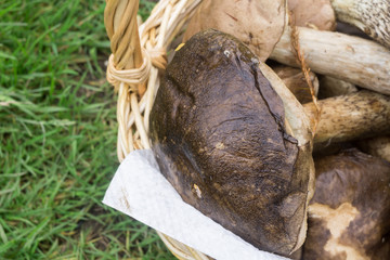 Brown Cap Boletus in a Basket