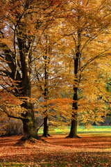 Naklejka premium The forest in the morning