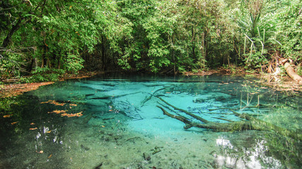 Emerald Pool is unseen pool in mangrove forest at Krabi in Thailand.