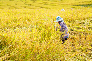 Farmers harvest rice in rice fields