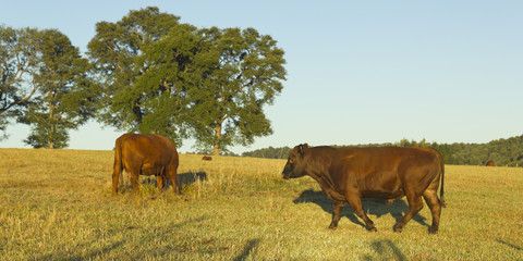 Cows grazing in Chile
