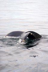 Fototapeta premium Tail fin of a gray whale in Atlantic..