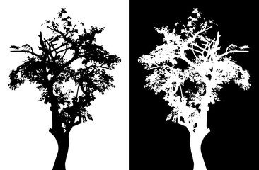Tree vector silhouette