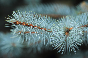 Branch of Blue spruce macro