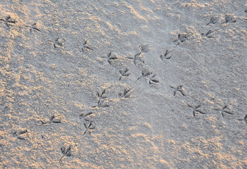 Birds tracks meet on a sandy beach