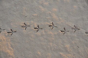 Birds track on a sandy beach
