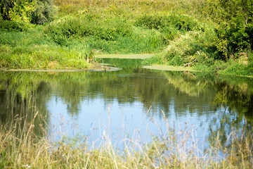 Green Forest and River