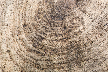 wood surface abstract