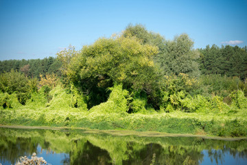 Green Forest and River