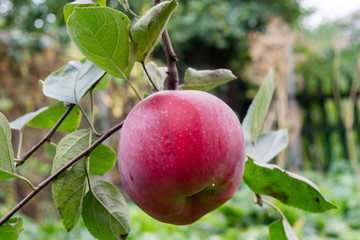 Red Apple on a Branch