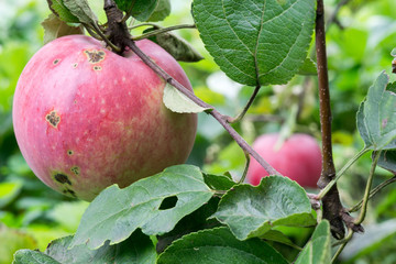 Red Apple on a Branch